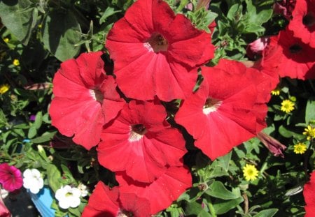 Red Petunias Flowers day 43 - white, red, photography, green, petunias, flowers