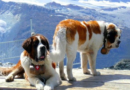 Two St. Bernards - dogs, big, two, beautiful