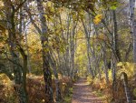 trail through silver birch forest