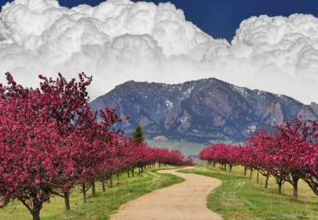 mighty clouds over wonderful landscape - clouds, trees, grove, road, mountains