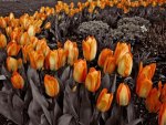 orange tulips