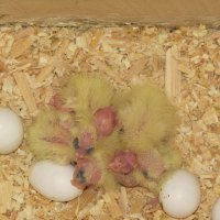 cockatiel nestlings