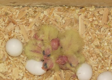 cockatiel nestlings - pets, eggs, birds, nestlings, yellow, wood, cockatiel, infant, nest, newborn, chicks