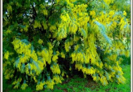 Wattles - evergreens, wattles, flowers, spring, blooms, trees