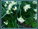 Jonquils