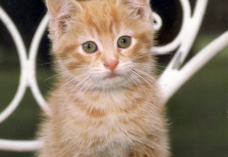 Tabby kitten - tabby, ginger, chair, kitten