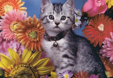 Grey kitten - tabby, flowers, rose, kitten