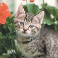 American tabby kitten