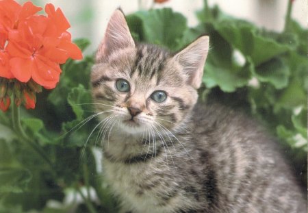 American tabby kitten - flower, kitten, tabby, grey, green