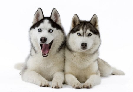 Husky - snow, husky, dogs, two