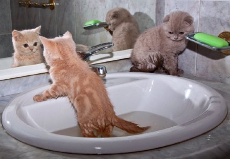 Kittens playing water - interesting, water, fun, kittens