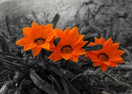 Amazing trioâ™¥â™¥â™¥ - vivid, magnificent, black, white, nature, amazing, orange, color, flowers