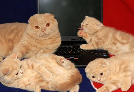 (=^・・^=) (*^。^*) - fun, play, yellow kittens, laptop