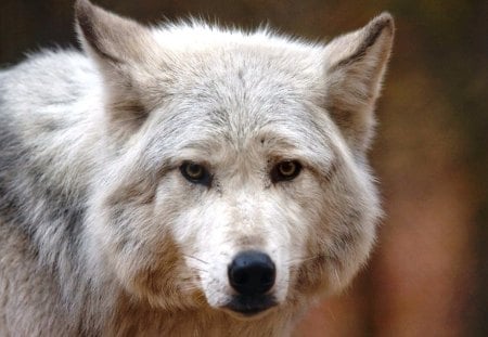 White Wolf Portrait - wolf, predator, arctic, nordic