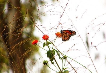 Tiny wonderâ™¥ - garden, butterfly, animals, monarch, flowers, wonder, tiny