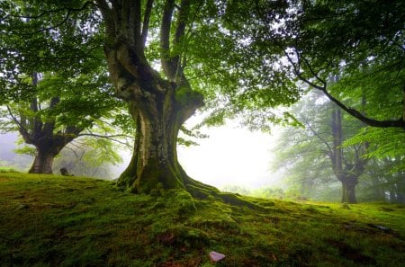 FOREST FOG - morning, forest, hills, fog, green