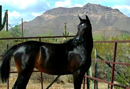 Horses2  --Majestic Stables3