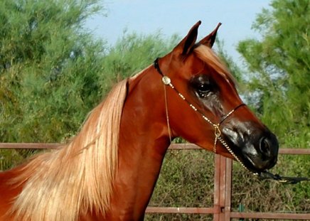 Horses2   --Majestic Stables5 - horse, 5, series, majestic