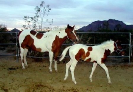 Horses2  --Majestic Stables6 - 6, series, majestic, horse