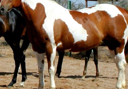 Horses2  --Majestic Stables7