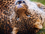 Amur Leopard