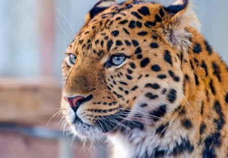 Beautiful Amur Leopard - leopard, animal, amur, clos up, cats, photo, cat