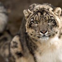 Snow Leopard