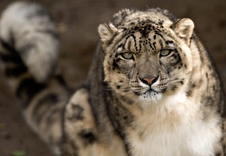 Snow Leopard - leopard, animal, cats, snow, cat, animals