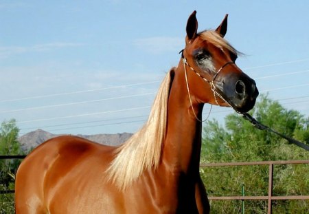 Horses2  --Majestic Stables8