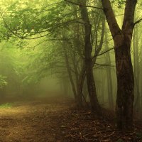 Dark Foggy Forest