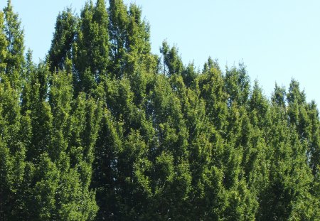 Treeline - sky, line, tree, wood, blue, green