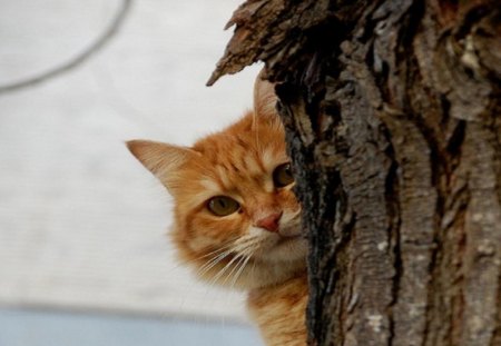 Peekaboo - ears, anuimals, eyes, orange, tail, paws, tree, cat, fur, nature, bark, day, stripes