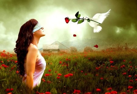 GIFT of LOVE - dove, girl, messenger, field, rose, blindfold, spring