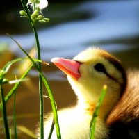 CUTE DUCKLING