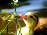 CUTE DUCKLING