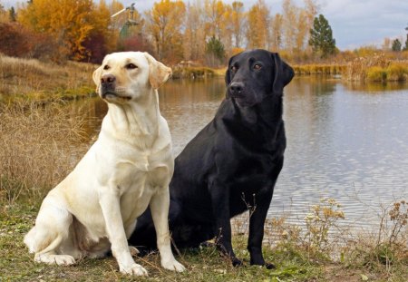 LABS AT THE LAKE - riverbanks, labradors, forests, animals, pets, lakes, wetlands, dogs, friends, companions, waterscapes