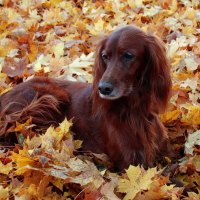 CHESTNUT BEAUTY