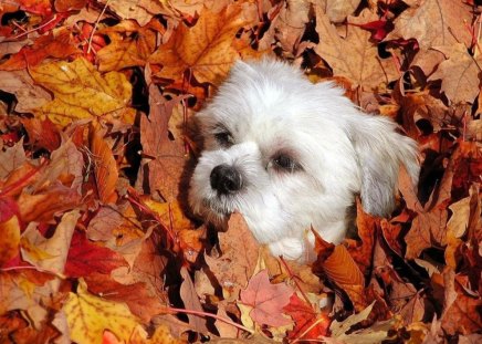 CAN I COME OUT NOW? - autumn, fall, leaves, pets, companions, autumn colours, puppies