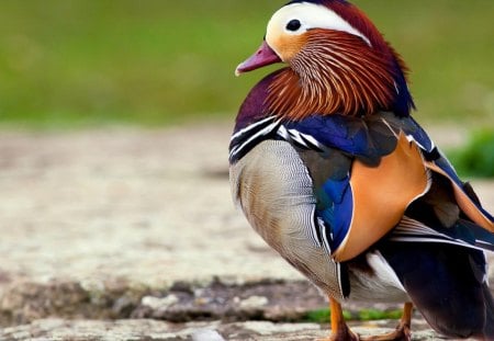 Mandarin Drake - bird, drake, waterfowl, mandarin