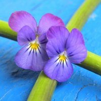 LAVENDER AND TURQUOISE