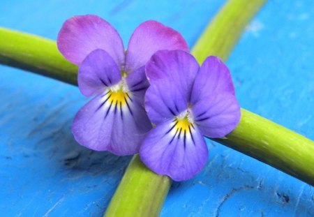 LAVENDER AND TURQUOISE - flowers, purple, blue, green, artwork, violas, pansies