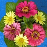 POSY OF ZINNIAS