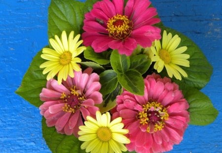 POSY OF ZINNIAS - daisies, flowers, blue, gardens, plants, zinnias, bouquets, pink