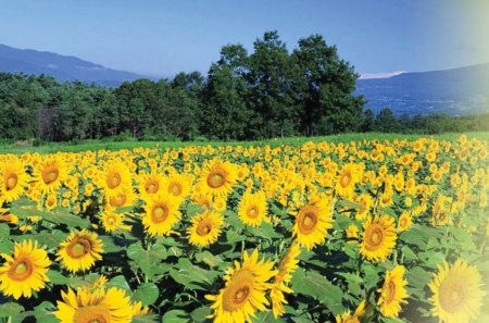 Sunflower Field