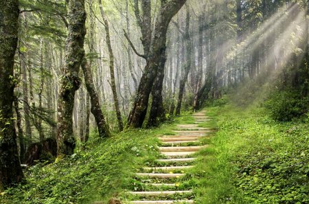 Stairs to the Light - sunlight, trees, hike, mystical, religion, believe, forest, religious, sunrays, path, stairs, pathway, woods