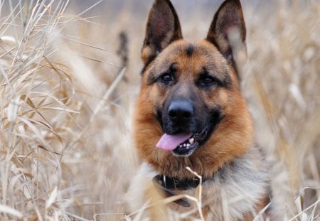 CACHORRINHO PASTOR - animal, lindo, fauna, natureza