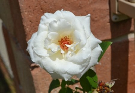 Rose - white, pretty, garden, rose, flower