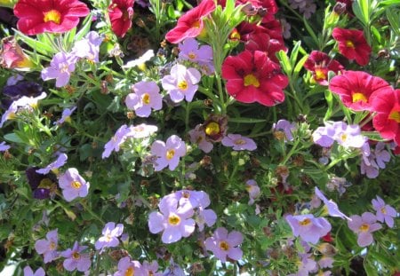 Flowers day 48 - pink, red, photography, green, petunias, flowers