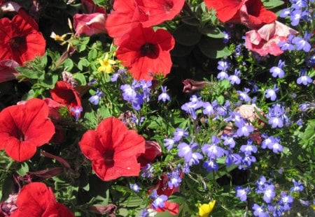 Flowers day 54 - red, photography, blue, green, petunias, flowers