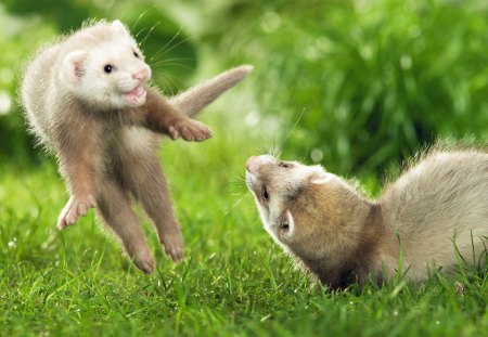 PLAYFUL FERRETS HAVING FUN